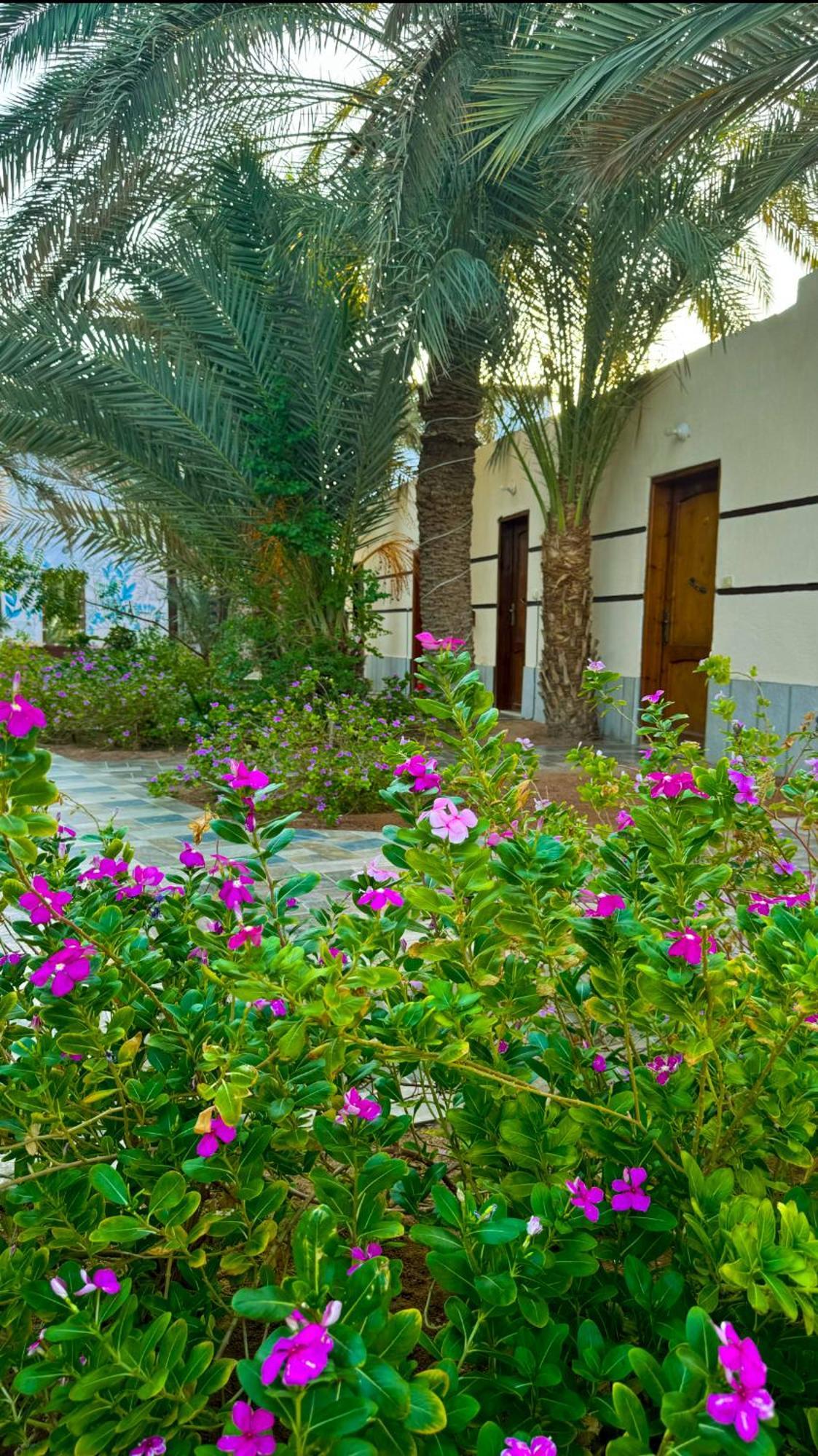Hotel Miramar Camp Dahab Extérieur photo