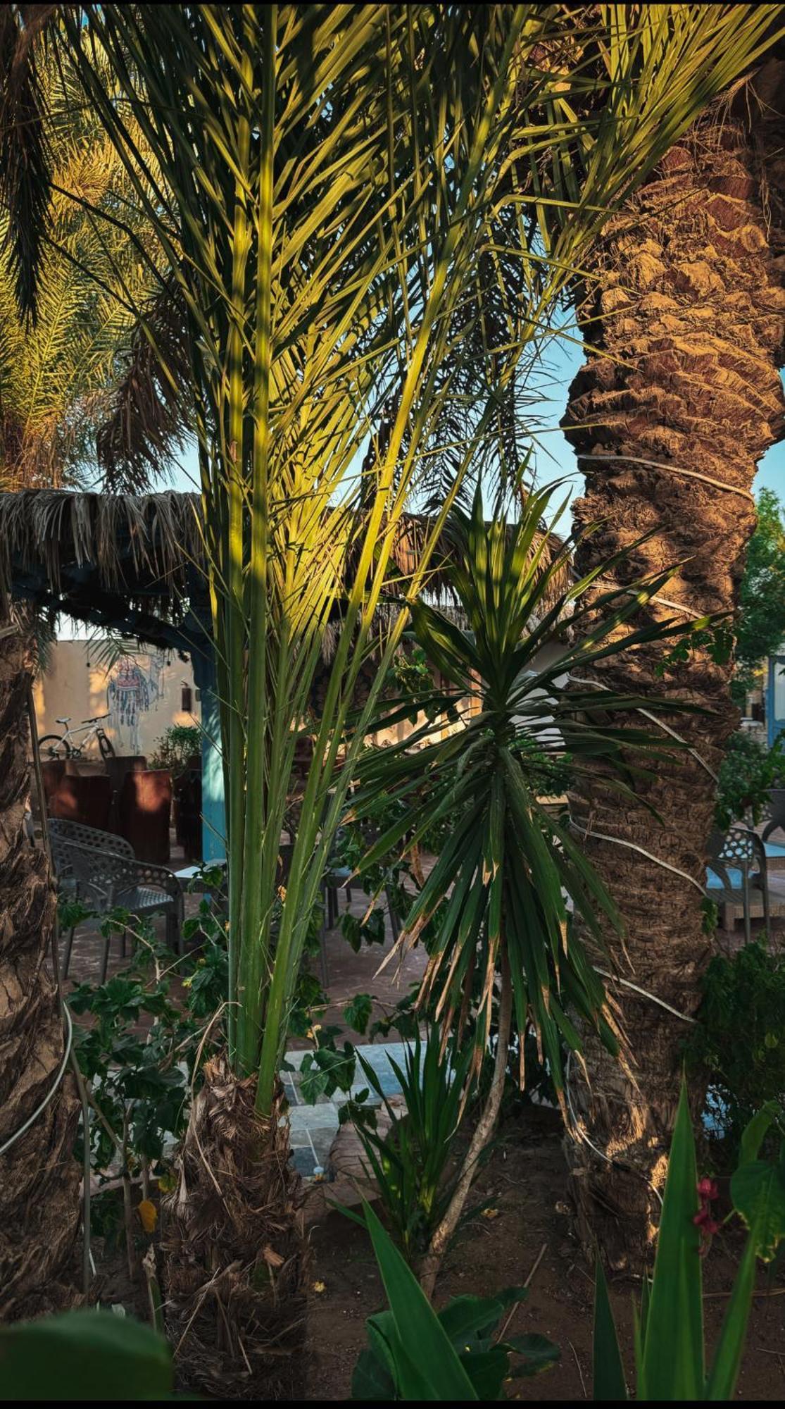Hotel Miramar Camp Dahab Extérieur photo