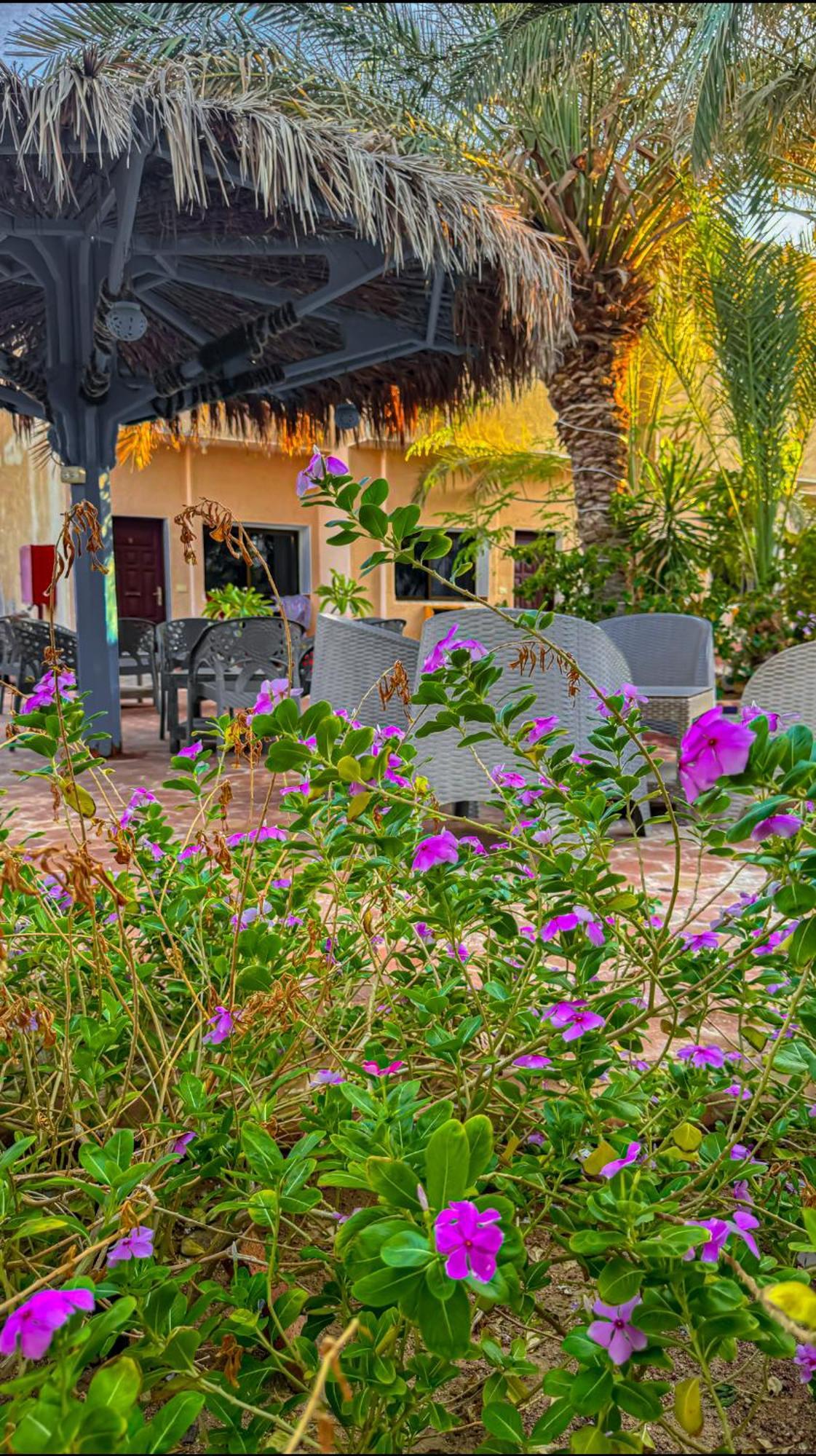 Hotel Miramar Camp Dahab Extérieur photo